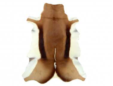 Peau de Springbok naturelle