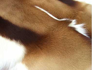 Peau de Springbok naturelle